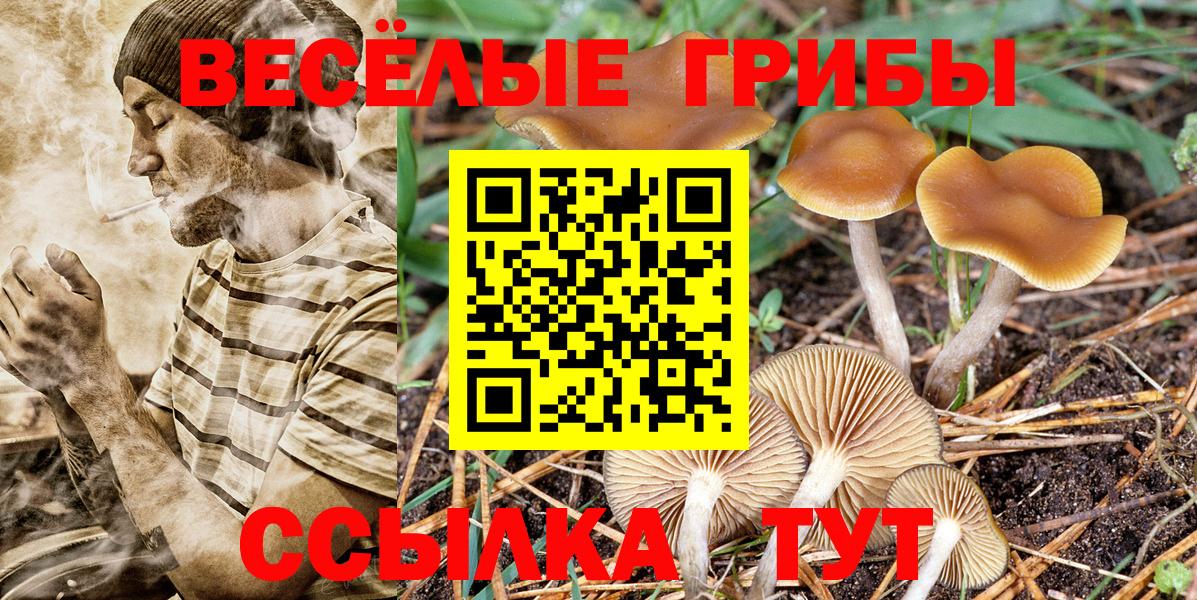 Псилоцибиновые грибы Psilocybe Шали
